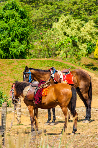 Zwei Pferde vor einer traumhaften Landschaft in Indien
