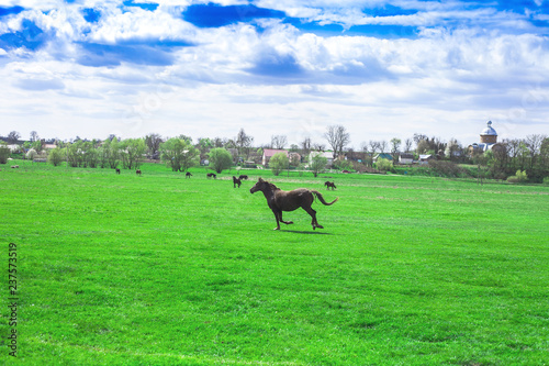 Spring village landscape and running horse in green fields