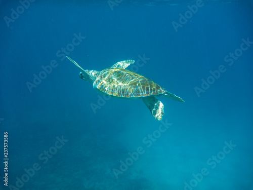 Underwater view of a green sea turtle (Chelonia mydas) swimming in blue sea in Barbados, Caribbean © Mark Hunter
