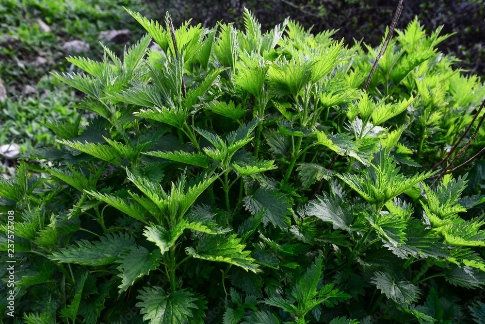 nettle herb in nature,pure and beneficial plant from its healing and natural source nettle herb in nature,pure and beneficial plant from its healing and natural source