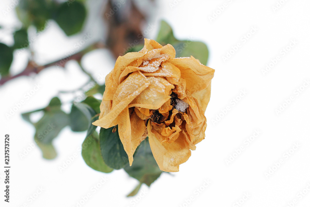 Frozen rose in winter. Withered flower close up Frozen rose in winter. Withered flower close up