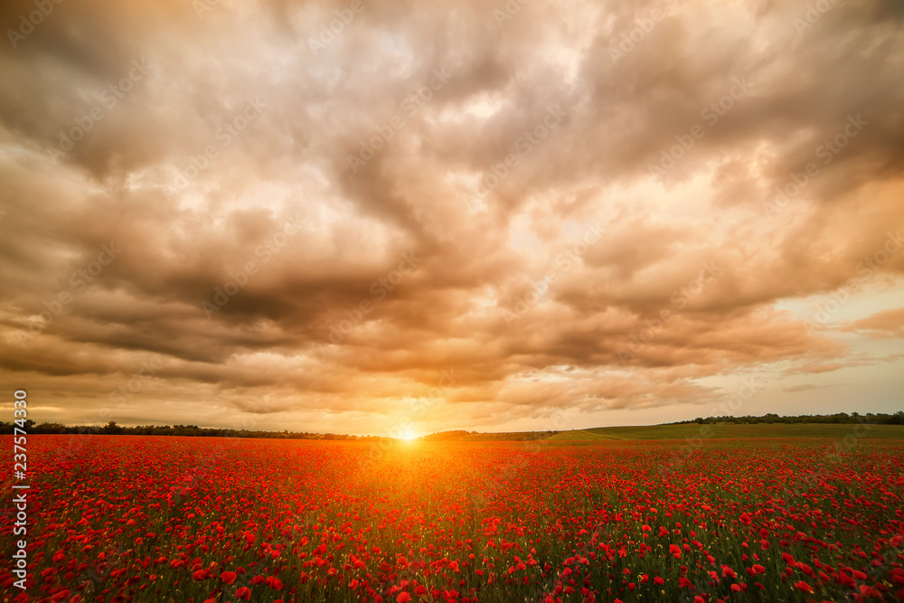 The endless fields of blooming red poppies and the dramatic 
