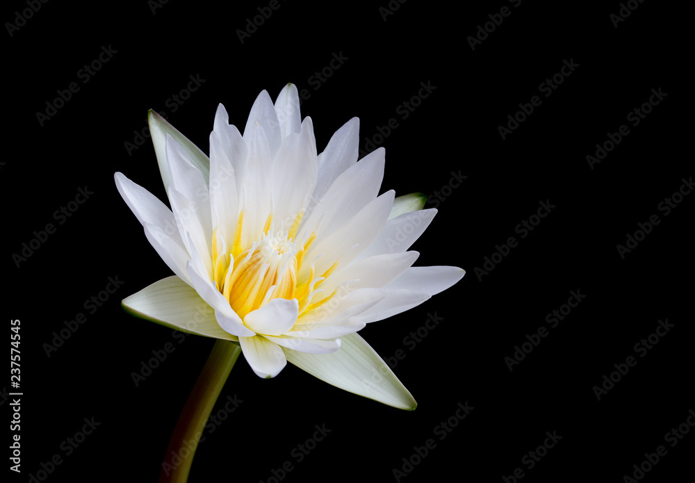 White Lotus
