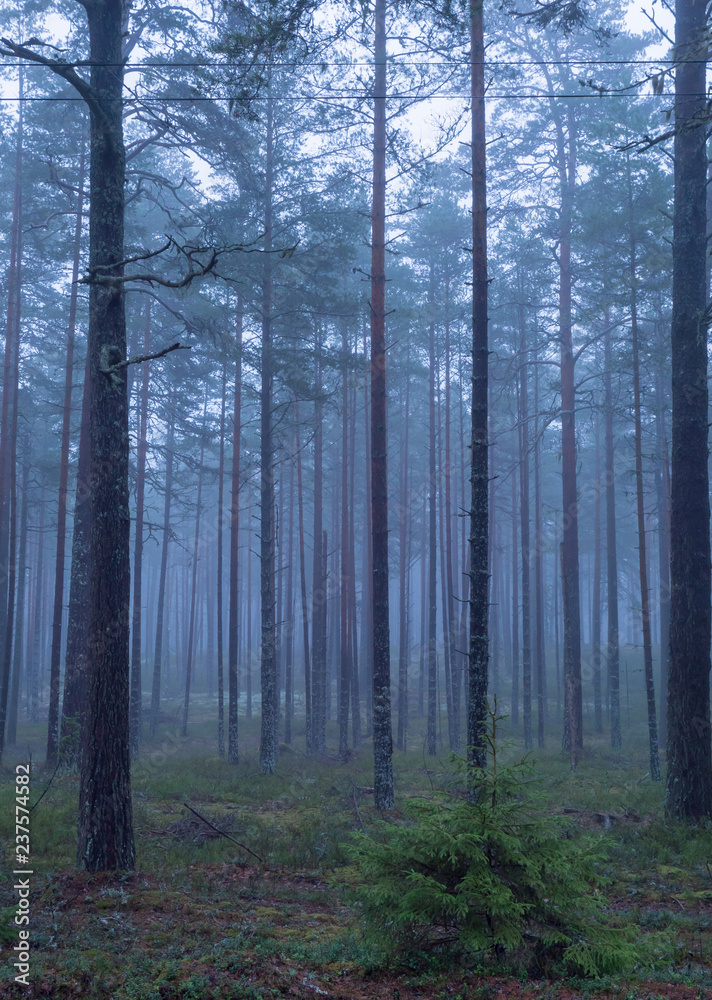 Pine tree in a foggy forest Pine tree in a foggy forest