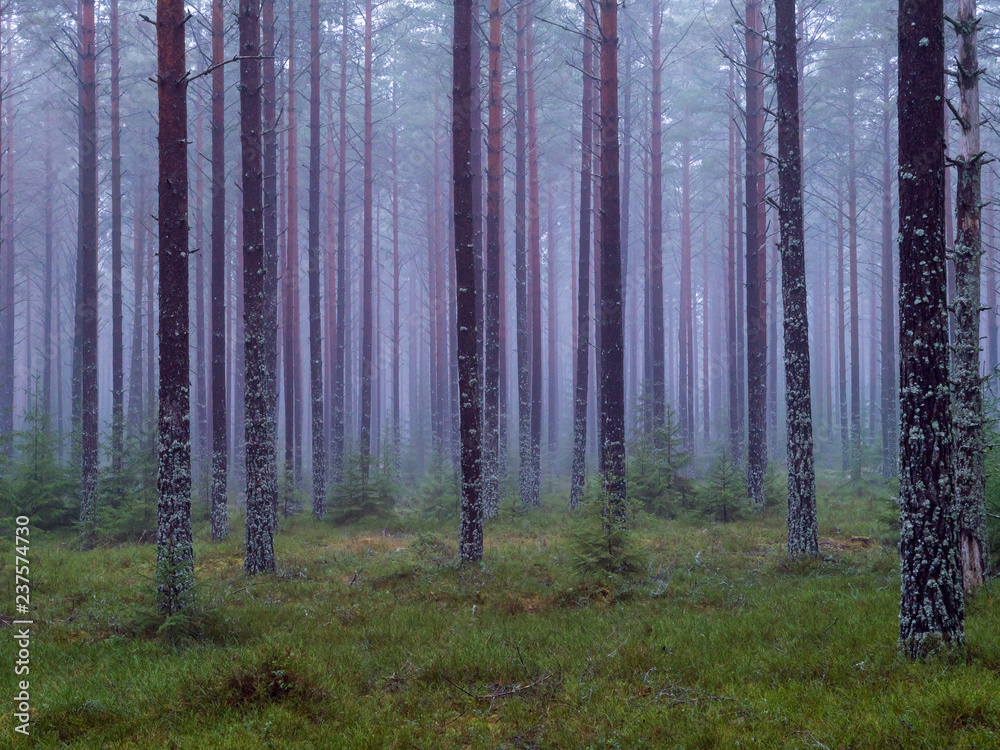 Obraz premium Pine tree in a foggy forest