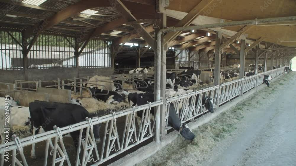 vaches dans une étable