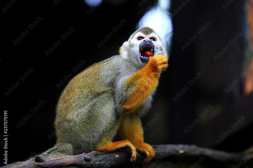 Obraz premium Squirrel monkey, (genus Saimiri) Eating on the timber