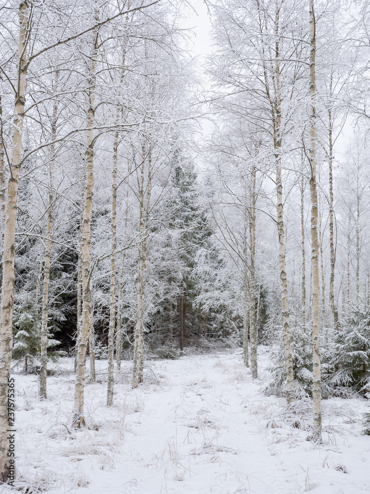 Frosty birch tree in a wintry landscape