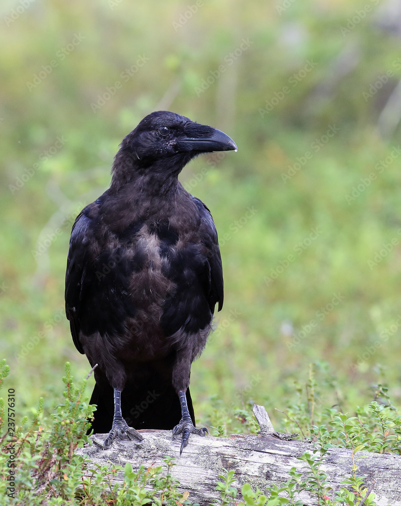 Fototapeta premium common raven
