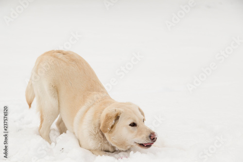 Dog playing in the snow © Impact Photography