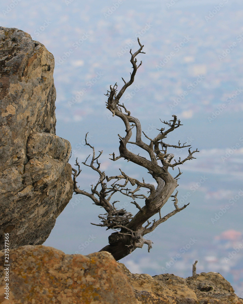 dead tree