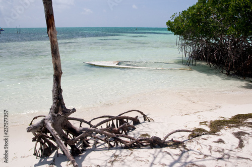 Sand beach with mangrove forest, Caye Caulker, Belize, Caribbeann photo