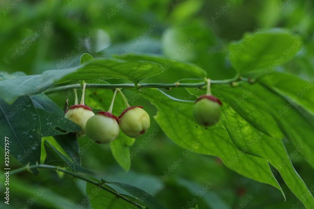 Melientha suavis Pierre at garden