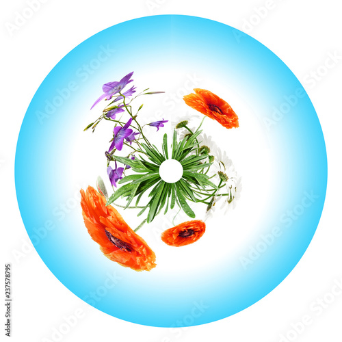 circle from wild flowers and blue sky on a white background