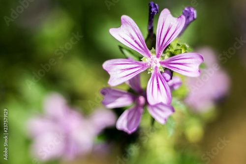 Fiore viola
