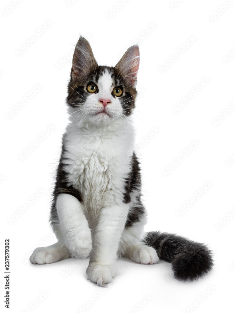 Cute black tabby with white Maine Coon cat kitten sitting front view. Looking above lens. Isolated on white background. One paw in air and tail around body.