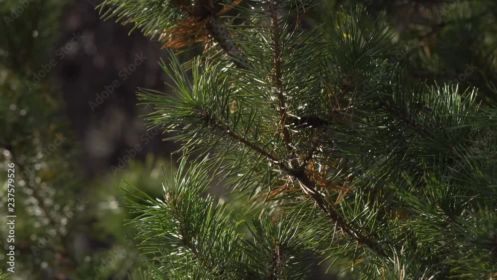 Wind in the branches of evergreen trees Wind in the branches of evergreen trees