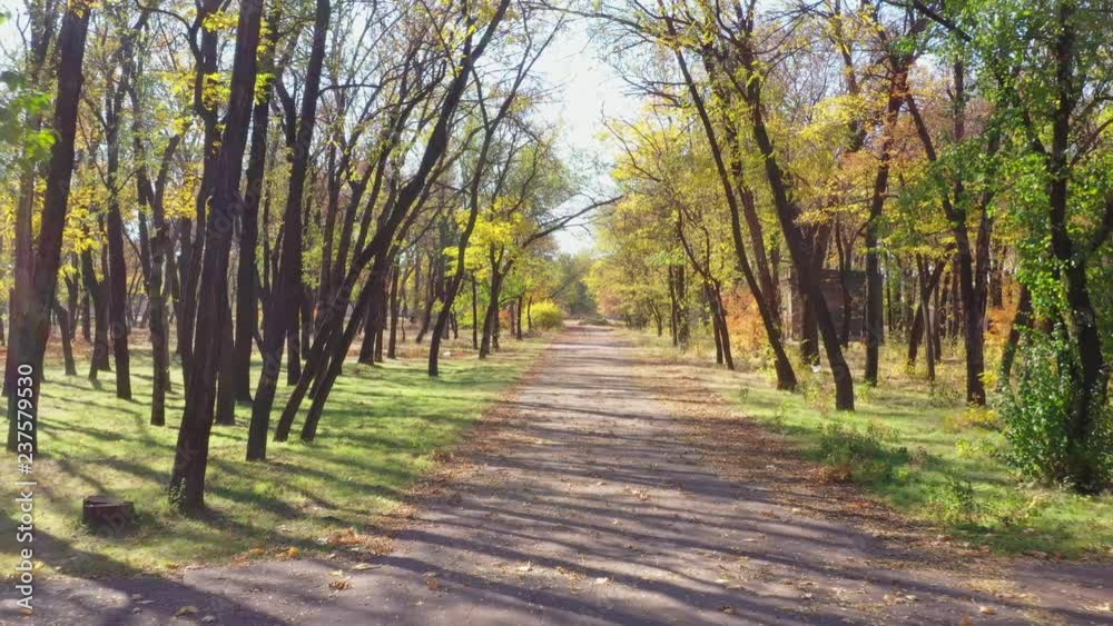 Alley in a public park in the fall. sunny day. Alley in a public park in the fall. sunny day.