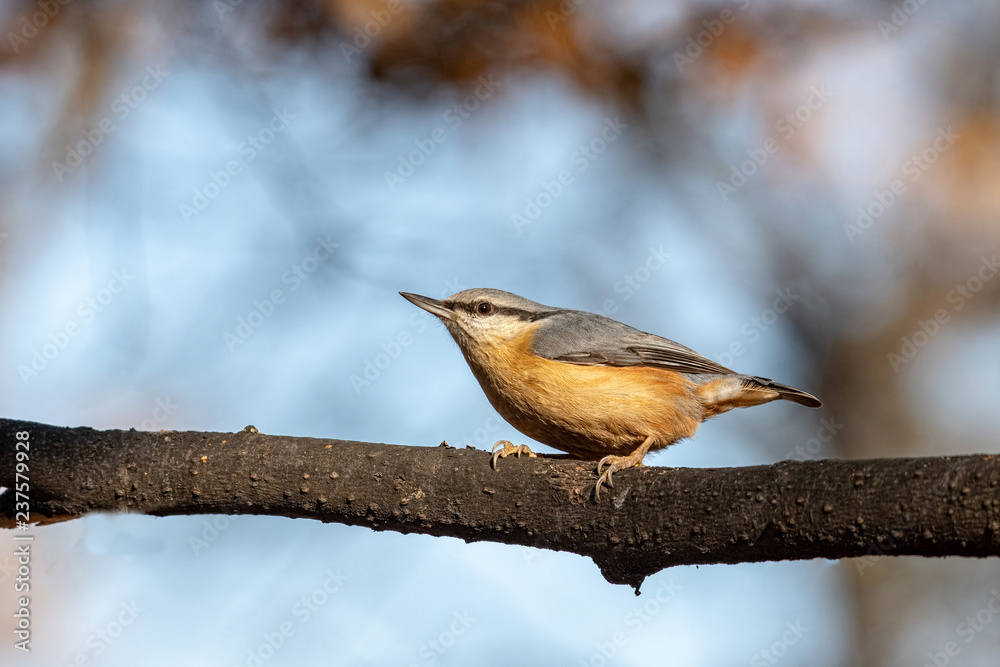 Fototapeta premium European nuthatch (Sitta europaea) on a tree bark