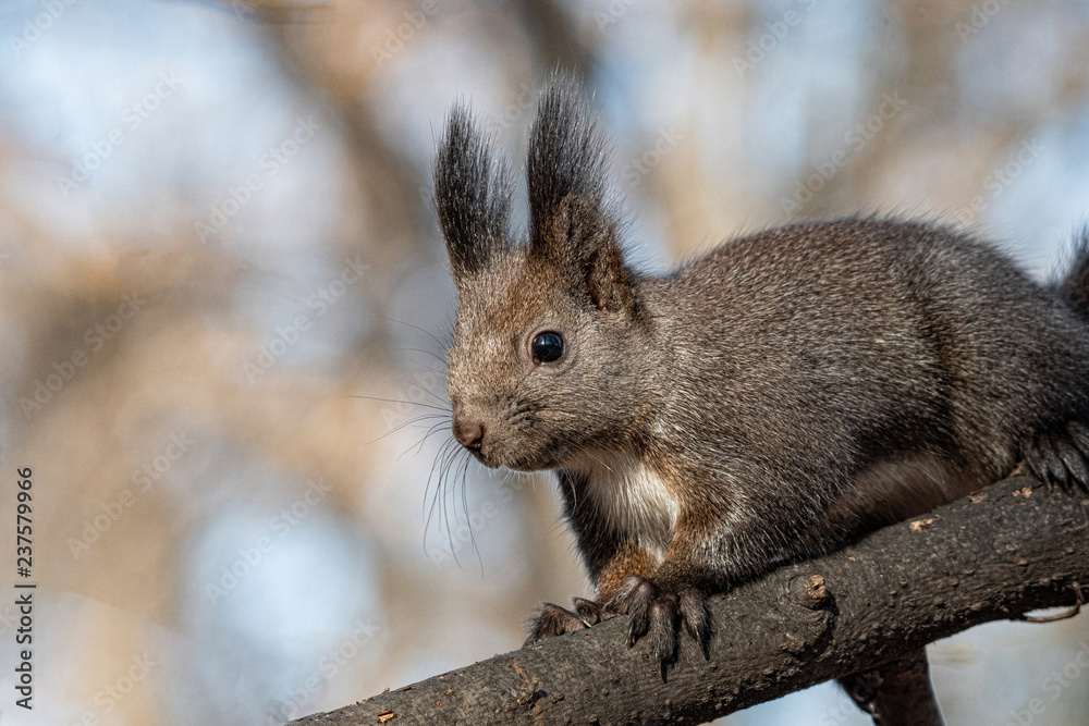 Squirrel in autumn park forest. Autumn squirrel portrait. Squirrel in autumn park forest. Autumn squirrel portrait.