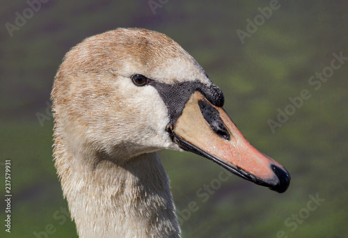Detail portrait of Mute Swan  Cygnus olor   in its natural habitat