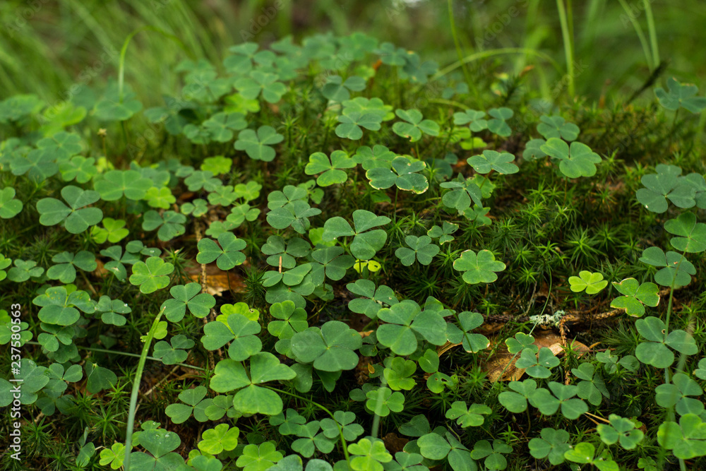 close up of green clover and moss in spring forest close up of green clover and moss in spring forest