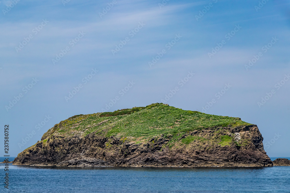 Naklejka premium カモメの島