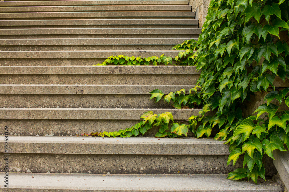 close up of old stone stairs with plants decoration close up of old stone stairs with plants decoration