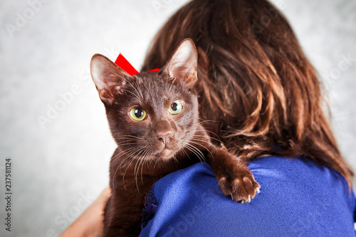 Havana brown cat on woman shoulder view from the back