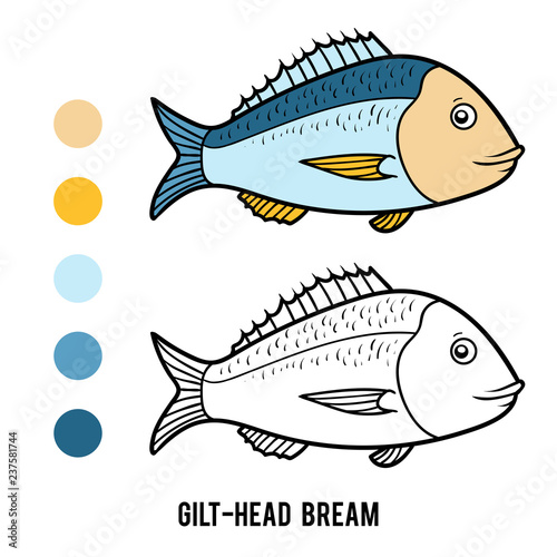 Coloring book, Gilt-head bream