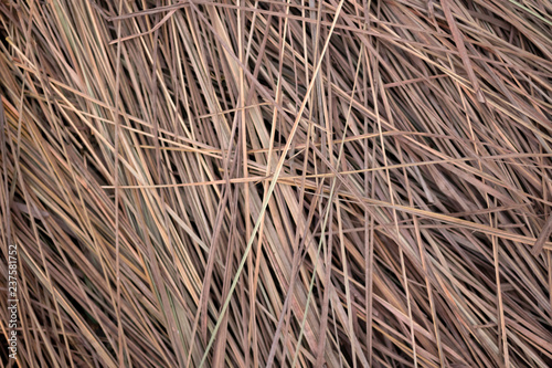 Lemongrass dry background