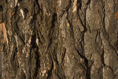 photo of the forest tree bark, texture