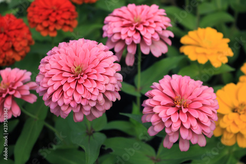 Zinnia elegans in the garden