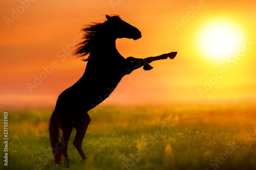 Fototapeta Naklejka Na Ścianę i Meble -  Horse with long mane rearing up silhouette at sunrise
