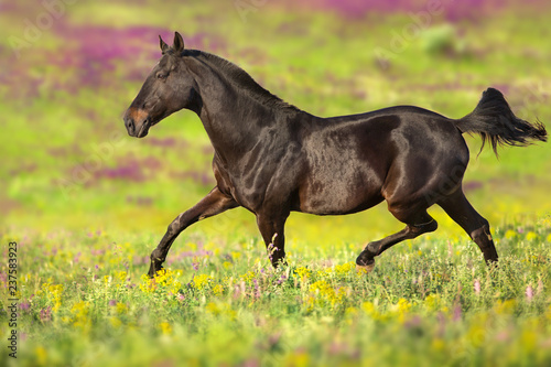 Bay horse trotting on flower spring  meadow