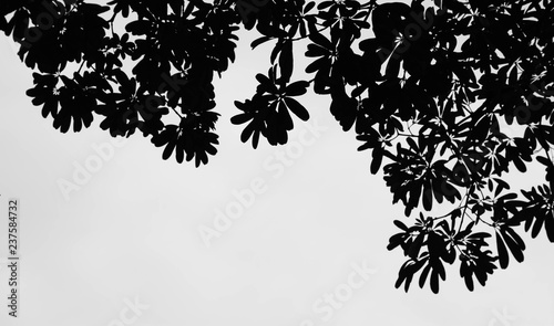 beautiful silhouette leaf tree