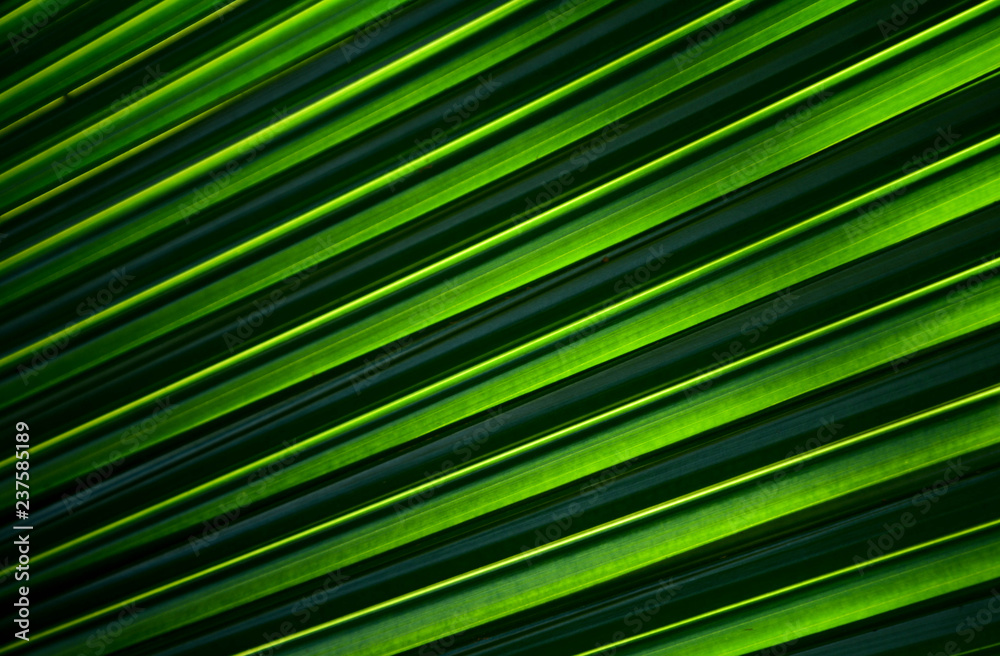 Lines and textures of Green Palm leaves Lines and textures of Green Palm leaves