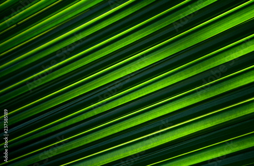 Lines and textures of Green Palm leaves © sema_srinouljan