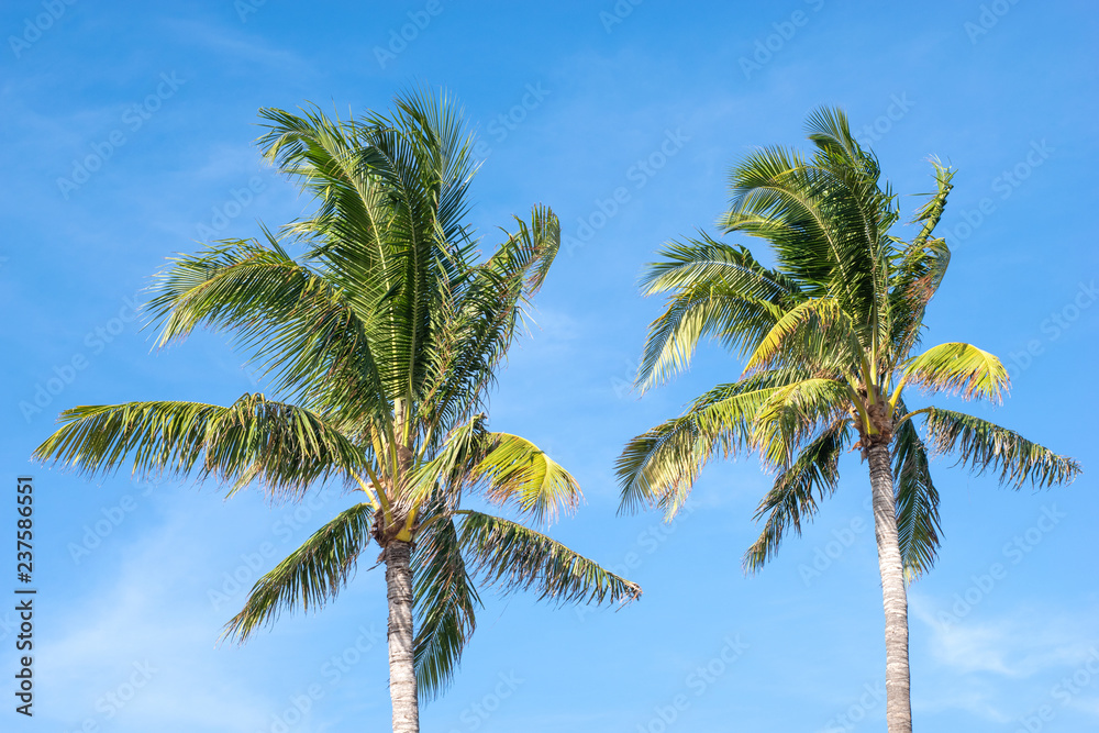 Miami beach palm trees - Florida , United States 