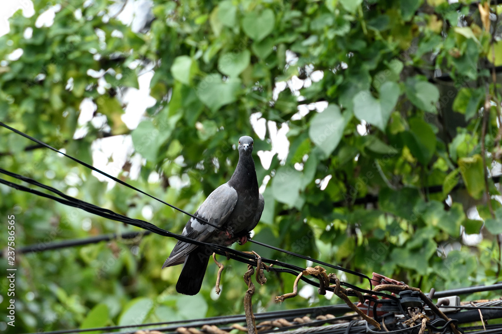 Pigeon Pigeon