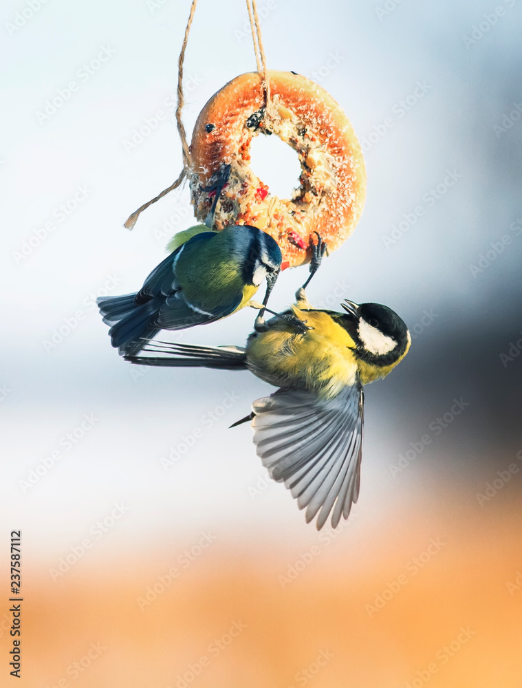 two hungry little bird Tits flew on a hanging manger with seeds and grains  in the garden and argue over food Stock Photo