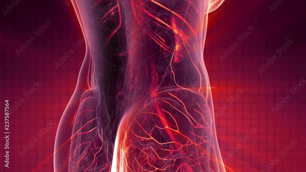 science anatomy scan of woman heart and blood vessels glowing