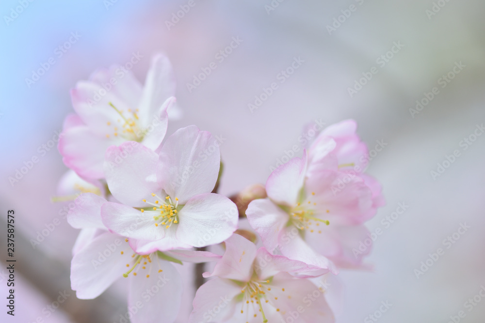 桜の花