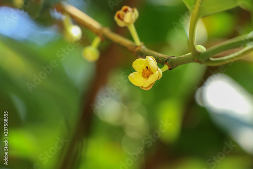 Gamboge tree herb in Thailand © likit