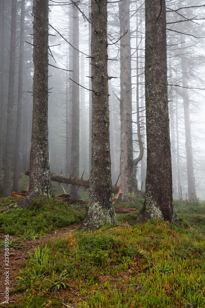 Tannenwald im Nebel, Allgäu, Allgäuer Alpen, Bayern, Deutschland, Europa Tannenwald im Nebel, Allgäu, Allgäuer Alpen, Bayern, Deutschland, Europa