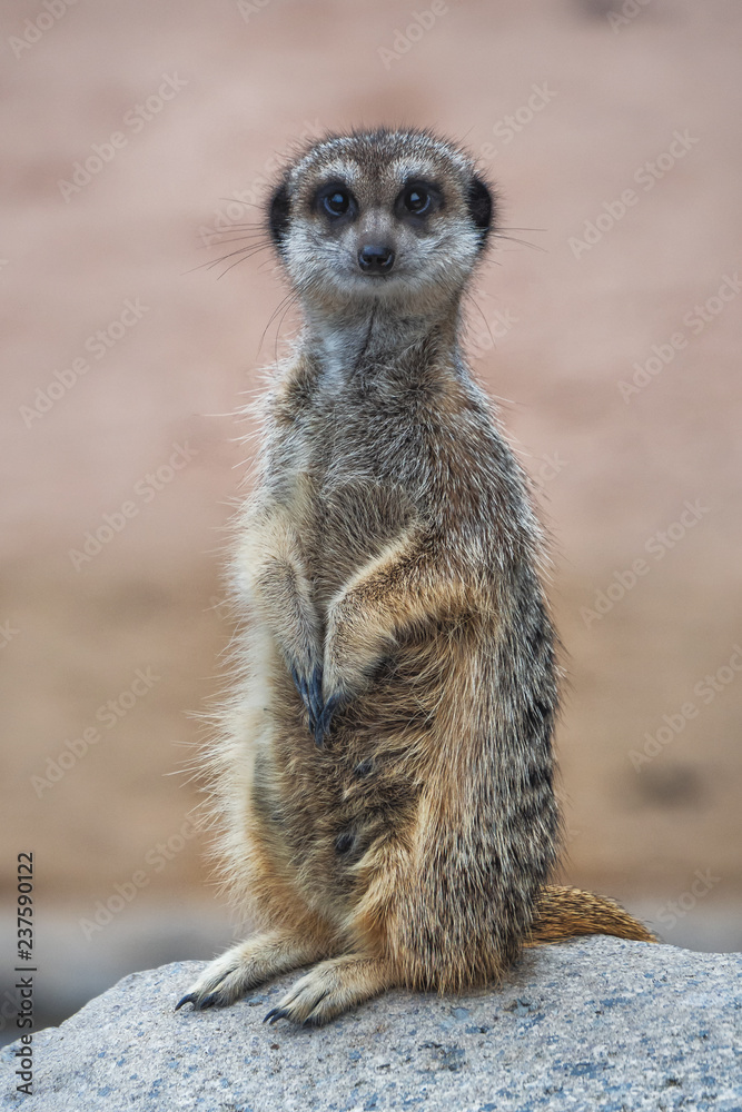 Fototapeta premium Picture of young meerkat standing and watching in the camera