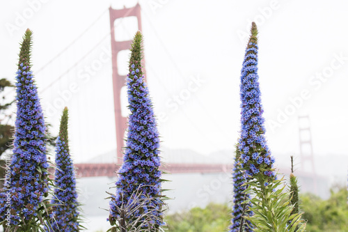 lupines and the golden gate bridge