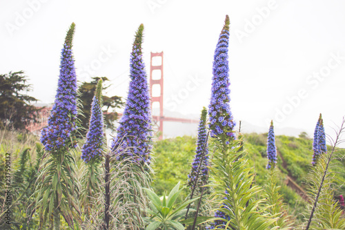 lupines and the golden gate bridge