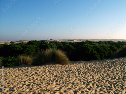 Coto de Doñana National Park, Andalusia, Spain