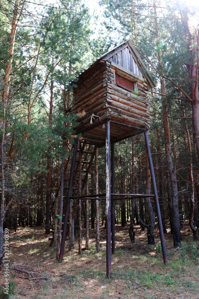 Wild boar log hunting tower in the pine forest